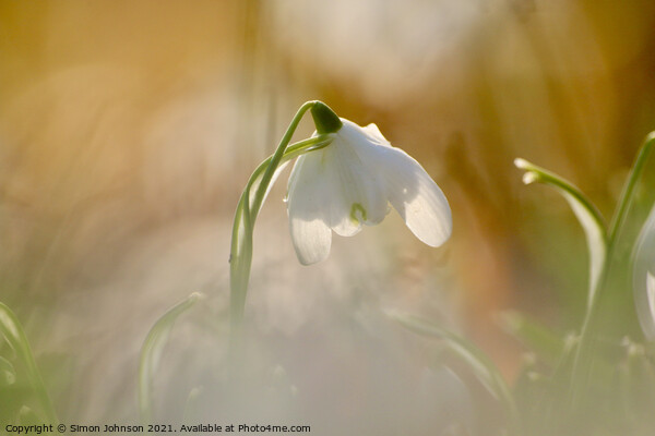 close of of backlit snowdrop Picture Board by Simon Johnson