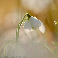 Buy canvas prints of close of of backlit snowdrop by Simon Johnson