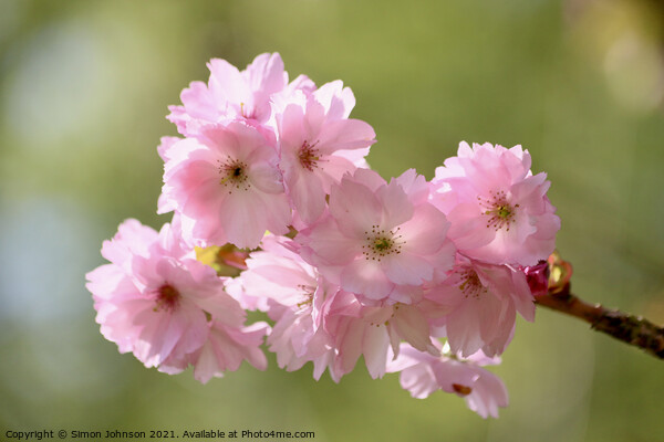 Pink. Cherry Blossom Picture Board by Simon Johnson