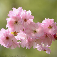 Buy canvas prints of Pink. Cherry Blossom by Simon Johnson