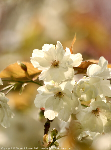 spring blossom Picture Board by Simon Johnson