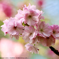 Buy canvas prints of Pink Cherry Blossom by Simon Johnson