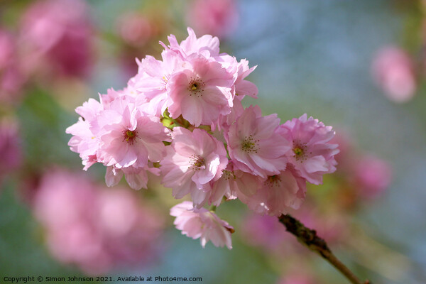 Pink Cherry Blossom Picture Board by Simon Johnson