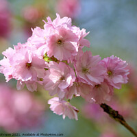 Buy canvas prints of Pink Cherry Blossom by Simon Johnson