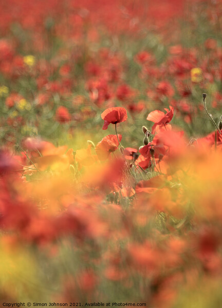 Diffused poppies Picture Board by Simon Johnson
