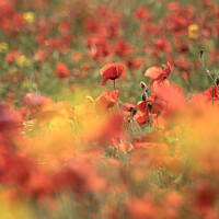 Buy canvas prints of Diffused poppies by Simon Johnson