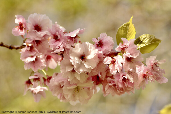 Cherry blossom Picture Board by Simon Johnson