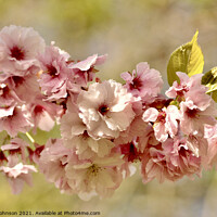 Buy canvas prints of Cherry blossom by Simon Johnson