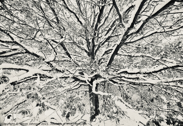 winter tree Picture Board by Simon Johnson