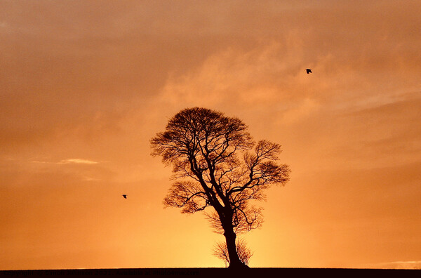 one tree two crows Picture Board by Simon Johnson