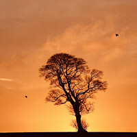 Buy canvas prints of one tree two crows by Simon Johnson