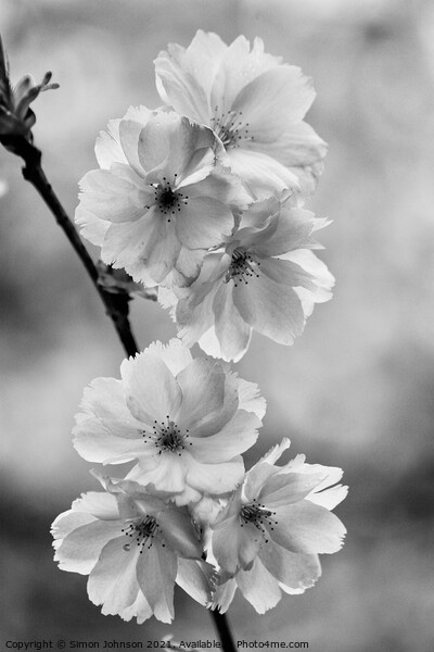  Blossom Picture Board by Simon Johnson