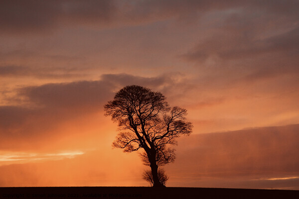 Dramatic sky and tree Picture Board by Simon Johnson