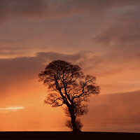 Buy canvas prints of Dramatic sky and tree by Simon Johnson