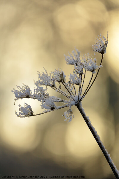 sunlit frosted Grass Picture Board by Simon Johnson