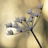 Buy canvas prints of sunlit frosted Grass by Simon Johnson