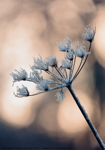 Backlit frosted grass Picture Board by Simon Johnson