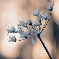 Buy canvas prints of Backlit frosted grass by Simon Johnson