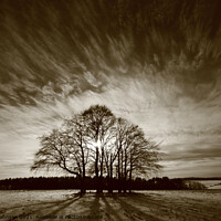 Buy canvas prints of Trees and sky by Simon Johnson