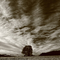 Buy canvas prints of Trees, clouds and sky by Simon Johnson