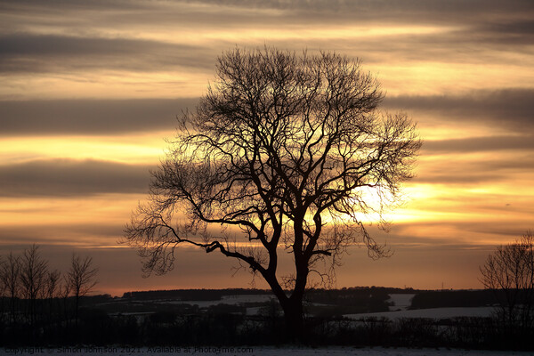 Tree silhouette sunset Picture Board by Simon Johnson