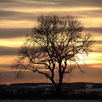 Buy canvas prints of Tree silhouette sunset by Simon Johnson