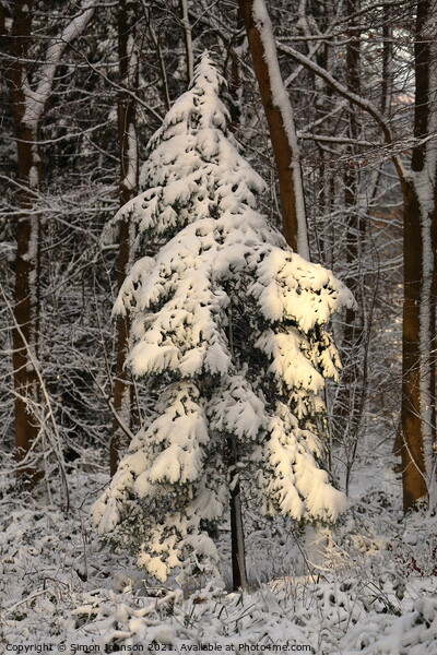 sunlit winter fir tree Picture Board by Simon Johnson