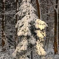 Buy canvas prints of sunlit winter fir tree by Simon Johnson