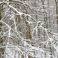 Buy canvas prints of woodland winter blizzard by Simon Johnson