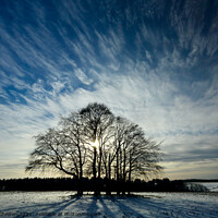 Buy canvas prints of trees and sky by Simon Johnson