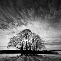 Buy canvas prints of silhouette trees by Simon Johnson