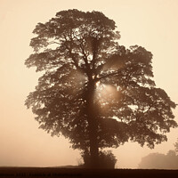 Buy canvas prints of Tree Silhouette  by Simon Johnson