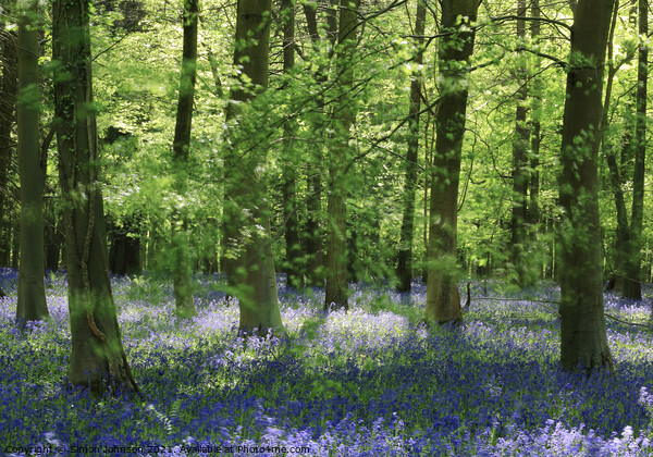 Beech wood and bluebells Picture Board by Simon Johnson