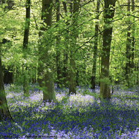 Buy canvas prints of Beech wood and bluebells by Simon Johnson