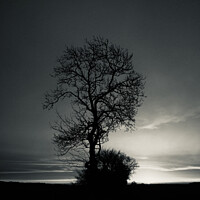 Buy canvas prints of Tree at dawn by Simon Johnson