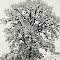 Buy canvas prints of Tree profile Silvertone by Simon Johnson