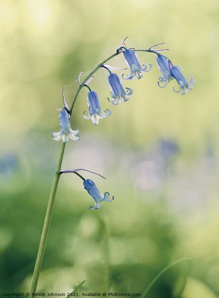 A close up of a  bluebell flower Picture Board by Simon Johnson
