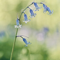 Buy canvas prints of A close up of a  bluebell flower by Simon Johnson