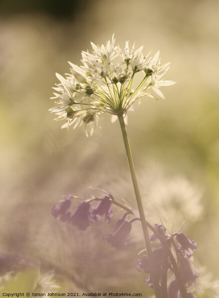wild garlic  flower Picture Board by Simon Johnson