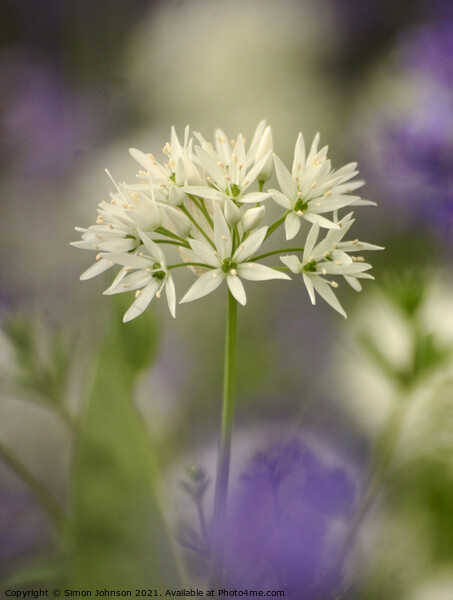 Wild garlic flower Picture Board by Simon Johnson
