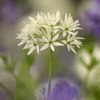 Buy canvas prints of Wild garlic flower by Simon Johnson