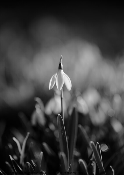 Snowdrop standing to attention Picture Board by Simon Johnson