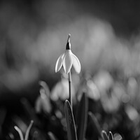 Buy canvas prints of Snowdrop standing to attention by Simon Johnson