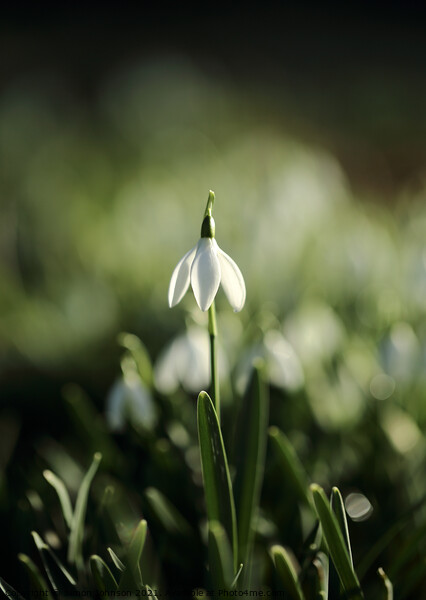 stand up Snowdrop Picture Board by Simon Johnson
