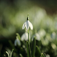 Buy canvas prints of stand up Snowdrop by Simon Johnson
