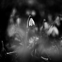 Buy canvas prints of Snowdrop in the spotlight by Simon Johnson