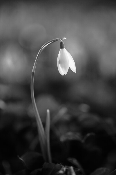 soliitary snowdrop Picture Board by Simon Johnson