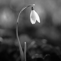 Buy canvas prints of soliitary snowdrop by Simon Johnson