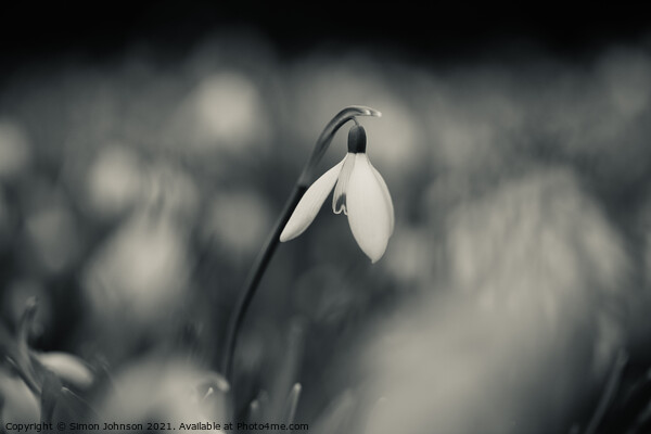 Snowdrop amongst the clouds Picture Board by Simon Johnson