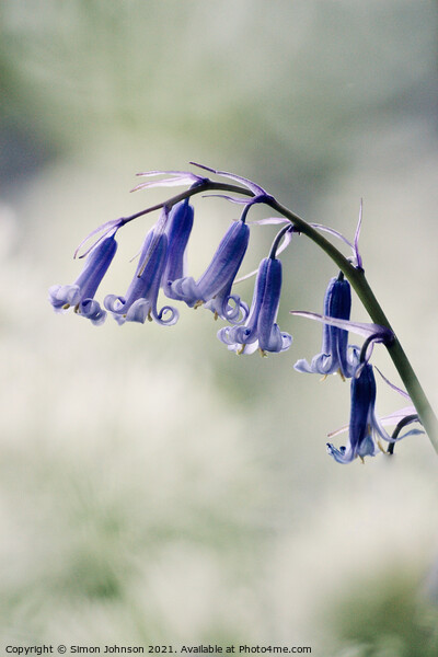 Bluebell flowers Picture Board by Simon Johnson